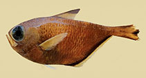 Image of Pempheris tau (Tau sweeper)