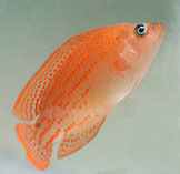 Image of Pholidochromis cerasina (Cherry dottyback)