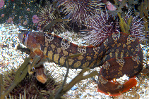 Image of Pholis fasciata (Banded gunnel)