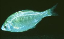 Image of Phanerodon furcatus (White seaperch)