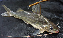 Image of Pimelodus argenteus 