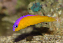 Image of Pictichromis diadema (Diadem dottyback)