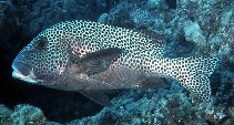 Image of Plectorhinchus chaetodonoides (Harlequin sweetlips)