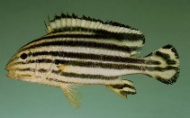 Image of Plectorhinchus gaterinus (Blackspotted rubberlip)