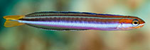 Image of Plagiotremus goslinei (Biting blenny)