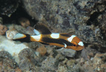 Image of Plectorhinchus lineatus (Yellowbanded sweetlips)