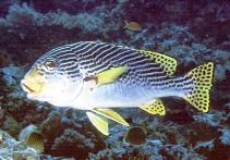 Image of Plectorhinchus lineatus (Yellowbanded sweetlips)