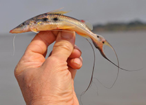 Image of Platysilurus mucosus 