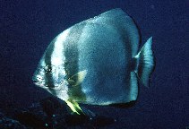 Image of Platax orbicularis (Orbicular batfish)