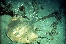 Image of Platyrhinoidis triseriata (Thornback guitarfish)