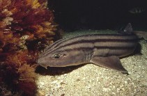 Image of Poroderma africanum (Striped catshark)