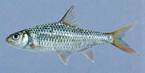 Image of Poropuntius chondrorhynchus 