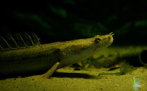 Image of Polypterus congicus 