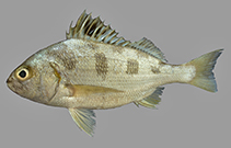 Image of Pomadasys maculatus (Saddle grunt)