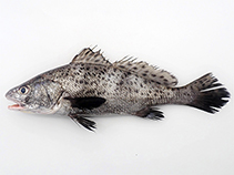 Image of Protonibea diacanthus (Blackspotted croaker)