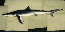 Image of Prionace glauca (Blue shark)