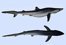 Image of Prionace glauca (Blue shark)