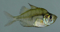 Image of Parambassis baculis (Himalayan glassy perchlet)