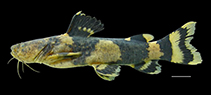 Image of Pseudopimelodus bufonius 