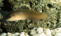 Image of Pseudochromis caudalis (Stripe-tailed dottyback)