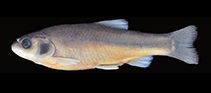 Image of Pseudophoxinus crassus (Fat spring minnow)