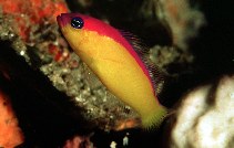 Image of Pictichromis diadema (Diadem dottyback)