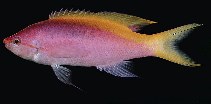 Image of Mirolabrichthys evansi (Yellowback anthias)