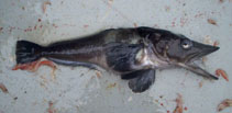 Image of Pseudochaenichthys georgianus (South Georgia icefish)