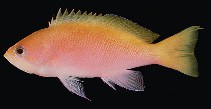 Image of Pseudanthias heemstrai (Orangehead anthias)