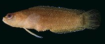 Image of Pseudoplesiops howensis (Lord Howe Dottyback)