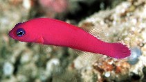 Image of Pictichromis porphyrea (Magenta dottyback)