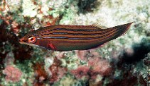 Image of Pseudocheilinus tetrataenia (Four-lined wrasse)