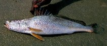 Image of Pseudotolithus typus (Longneck croaker)