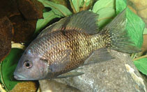 Image of Ptychochromis oligacanthus 