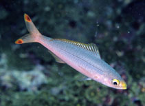 Image of Pterocaesio pisang (Banana fusilier)