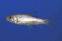 Image of Puntius arenatus 