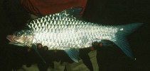 Image of Barbodes carnaticus (Carnatic carp)