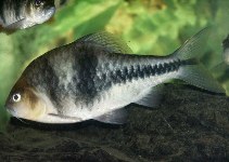 Image of Striuntius lateristriga (Spanner barb)