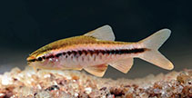 Image of Puntius titteya (Cherry barb)