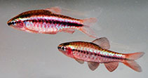 Image of Puntius titteya (Cherry barb)