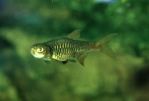 Image of Rasbora reticulata 