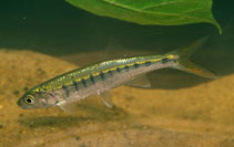 Image of Raiamas senegalensis (Senegal minnow)