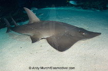 Image of Rhynchobatus australiae (Bottlenose wedgefish)