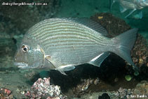 Image of Rhabdosargus sarba (Goldlined seabream)