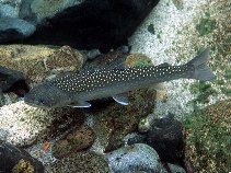 Image of Salvelinus confluentus (Bull trout)