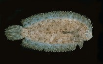 Image of Samariscus inornatus 