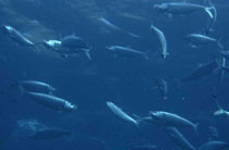 Image of Sardinella maderensis (Madeiran sardinella)