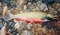 Image of Salvelinus malma (Dolly varden)