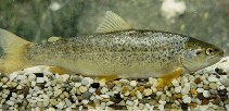 Image of Salmo platycephalus (Flathead trout)