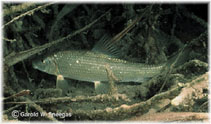 Image of Moxostoma congestum (Gray redhorse)